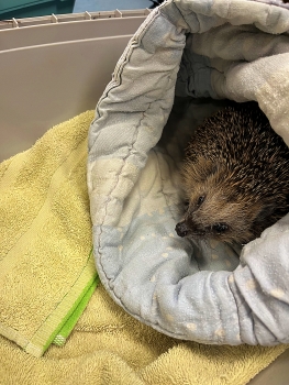 Bild "schulleben_highlights_Igel_6.JPG"